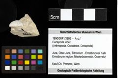 Foto (Objekt + Etiketten) von Decapoda indet. 